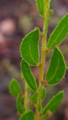Acacia hispidula