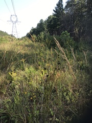 Silphium terebinthinaceum