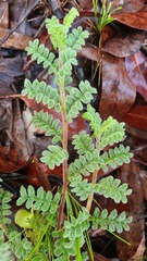 Dodonaea pinnata