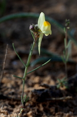 Linaria haelava