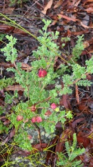 Dodonaea pinnata