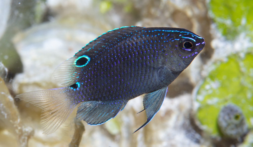 Threespot Damsel