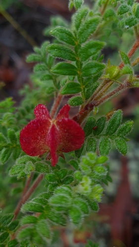 Dodonaea pinnata (Dodonaea pinnata)