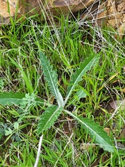 Cirsium occidentale