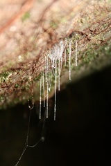 Arachnocampa luminosa
