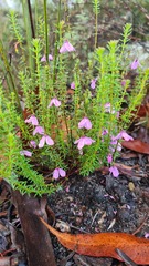 Tetratheca ericifolia