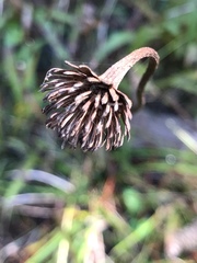 Marshallia legrandii