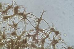 Cribraria macrocarpa