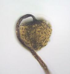 Cribraria macrocarpa