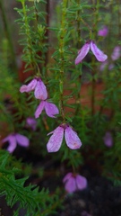 Tetratheca ericifolia
