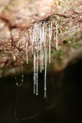 Arachnocampa luminosa