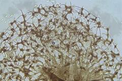 Cribraria macrocarpa