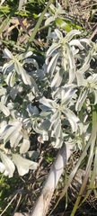 Mercurialis tomentosa