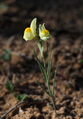 Linaria haelava