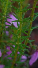 Tetratheca ericifolia