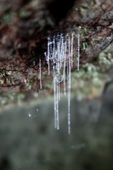 Arachnocampa luminosa