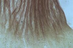 Cribraria macrocarpa