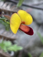 Bossiaea heterophylla