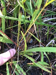 Marshallia legrandii