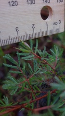 Darwinia biflora