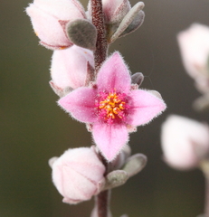Boronia ternata