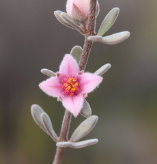 Boronia ternata