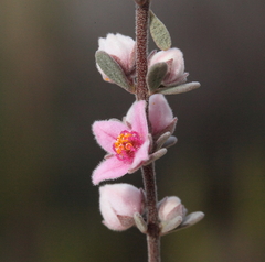 Boronia ternata