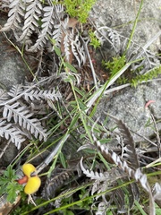 Bossiaea heterophylla