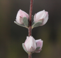 Boronia ternata