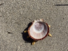 Spondylus americanus
