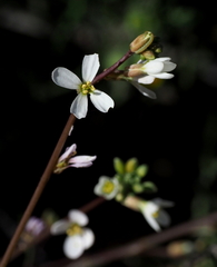 Erucaria pinnata