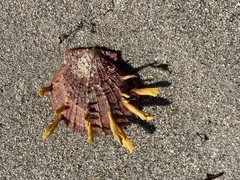 Spondylus americanus