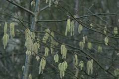 Corylus avellana