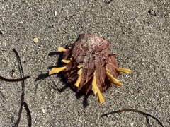 Spondylus americanus