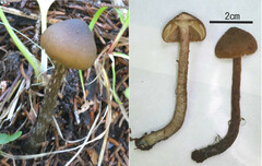 Inosperma calamistratum