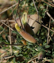 Astragalus spinosus