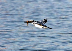 Glossogobius callidus