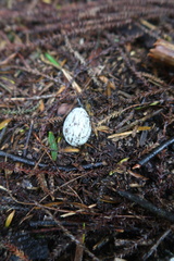 Hemiphaga novaeseelandiae