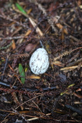 Hemiphaga novaeseelandiae