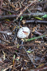 Hemiphaga novaeseelandiae