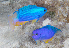 Neon Damselfish photo 4