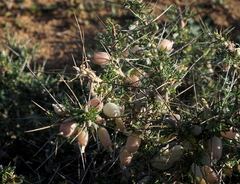 Astragalus spinosus