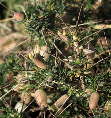 Astragalus spinosus