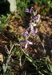 Matthiola aspera