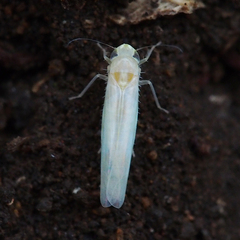 Alebroides flavifrons