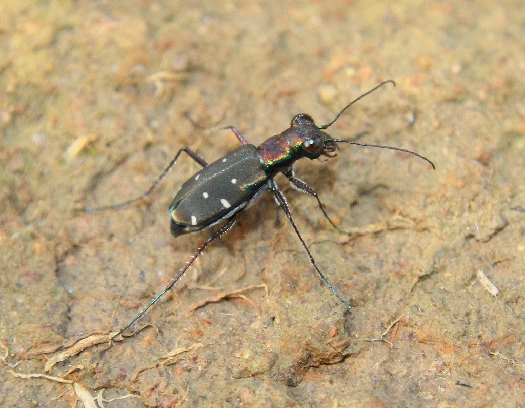 Cylindera severini