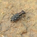 Cylindera severini - Photo (c) Aniruddha H D, some rights reserved (CC BY-NC), uploaded by Aniruddha H D