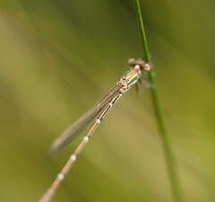Austrolestes analis