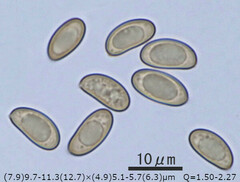 Inosperma calamistratum