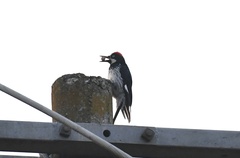 Melanerpes formicivorus